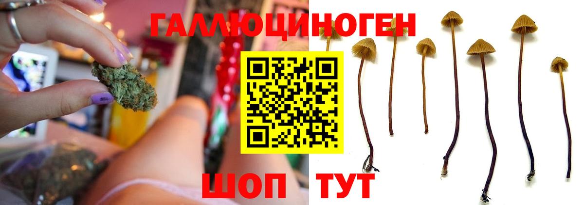 Урус-Мартан  Галлюциногенные грибы Cubensis  Вход с VPN 